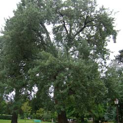 Peuplier blanc / Populus alba